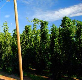20120528-beer Hops_Field_Oregon_.jpg